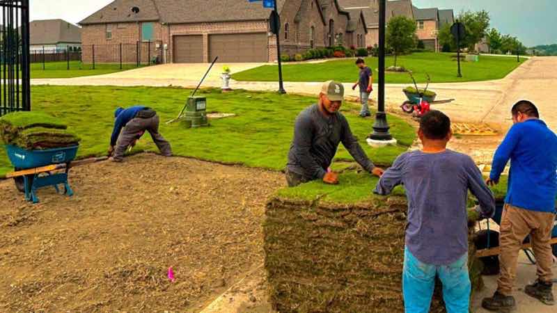 Lawn Replacement near Irving